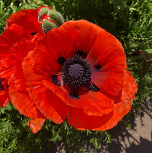 Meet your Posher, Carole